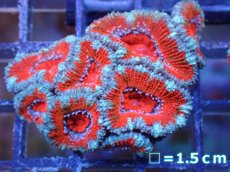 画像2: 【サンゴ】【通販】【オーストラリア産】カクオオトゲキクメイシ（Ultra Grade）（個体販売）No.55（生体）（サンゴ） (2)