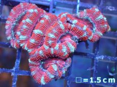 画像2: 【サンゴ】【通販】【オーストラリア産】カクオオトゲキクメイシ（Ultra Grade）（個体販売）No.56（生体）（サンゴ） (2)