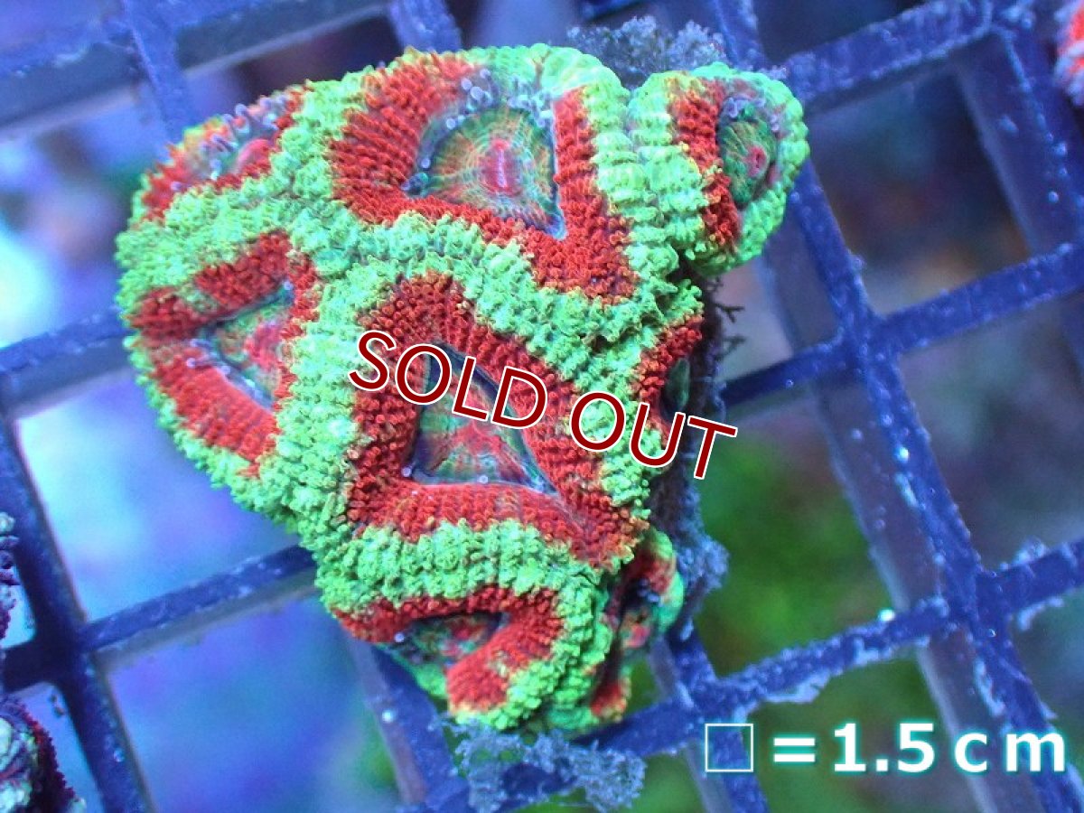 画像2: 【サンゴ】【通販】【オーストラリア産】カクオオトゲキクメイシ（Ultra Grade）（個体販売）No.57（生体）（サンゴ） (2)