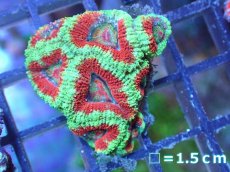 画像2: 【サンゴ】【通販】【オーストラリア産】カクオオトゲキクメイシ（Ultra Grade）（個体販売）No.57（生体）（サンゴ） (2)