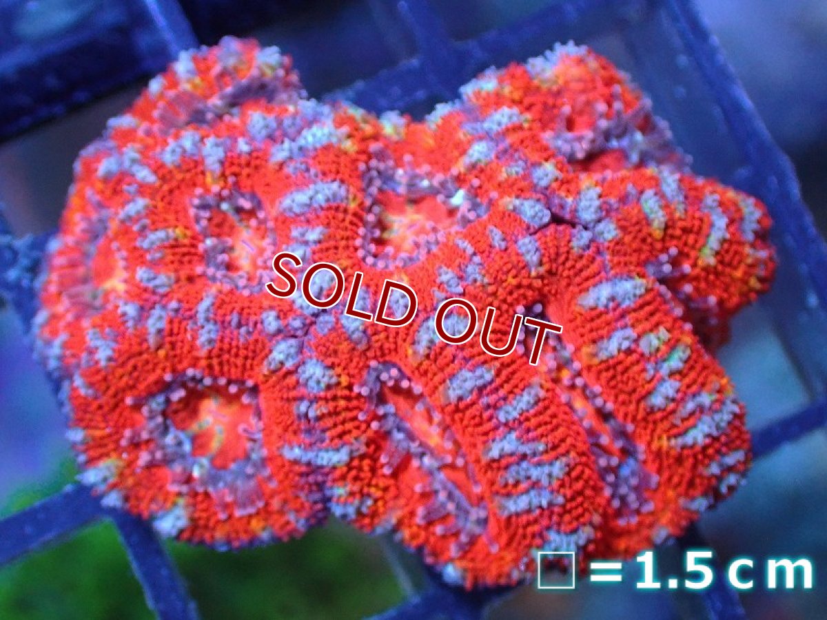 画像2: 【サンゴ】【通販】【オーストラリア産】カクオオトゲキクメイシ（Ultra Grade）（個体販売）No.58（生体）（サンゴ） (2)