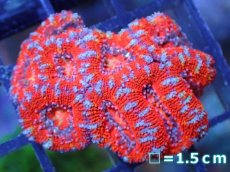画像2: 【サンゴ】【通販】【オーストラリア産】カクオオトゲキクメイシ（Ultra Grade）（個体販売）No.58（生体）（サンゴ） (2)