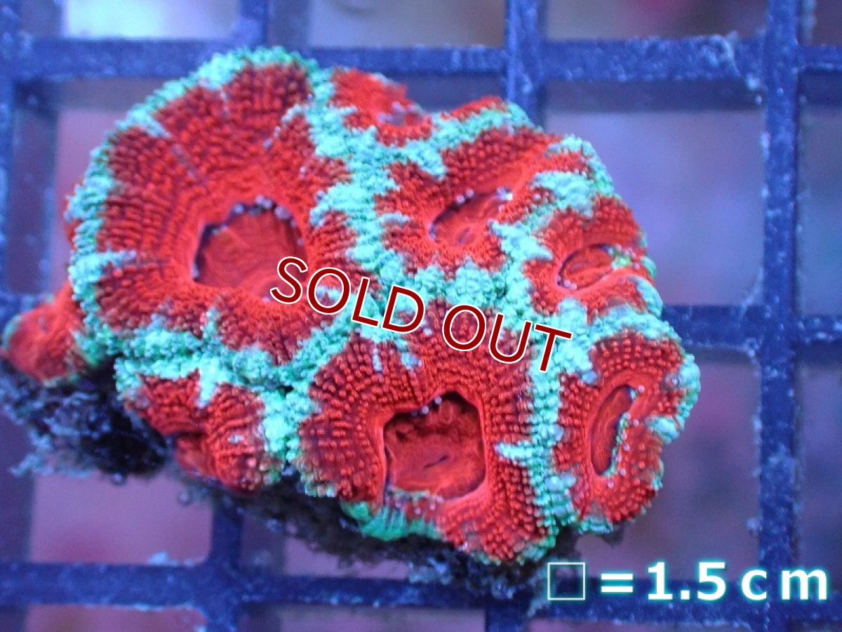 画像2: 【サンゴ】【通販】【オーストラリア産】カクオオトゲキクメイシ（Ultra Grade）（個体販売）No.59（生体）（サンゴ） (2)