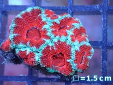 画像2: 【サンゴ】【通販】【オーストラリア産】カクオオトゲキクメイシ（Ultra Grade）（個体販売）No.59（生体）（サンゴ） (2)