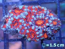 画像2: 【サンゴ】【通販】【オーストラリア産】カクオオトゲキクメイシ（Ultra Grade）（個体販売）No.60（生体）（サンゴ） (2)