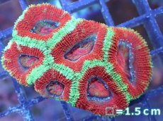 画像2: 【サンゴ】【通販】【オーストラリア産】カクオオトゲキクメイシ（Ultra Grade）（個体販売）No.61（生体）（サンゴ） (2)