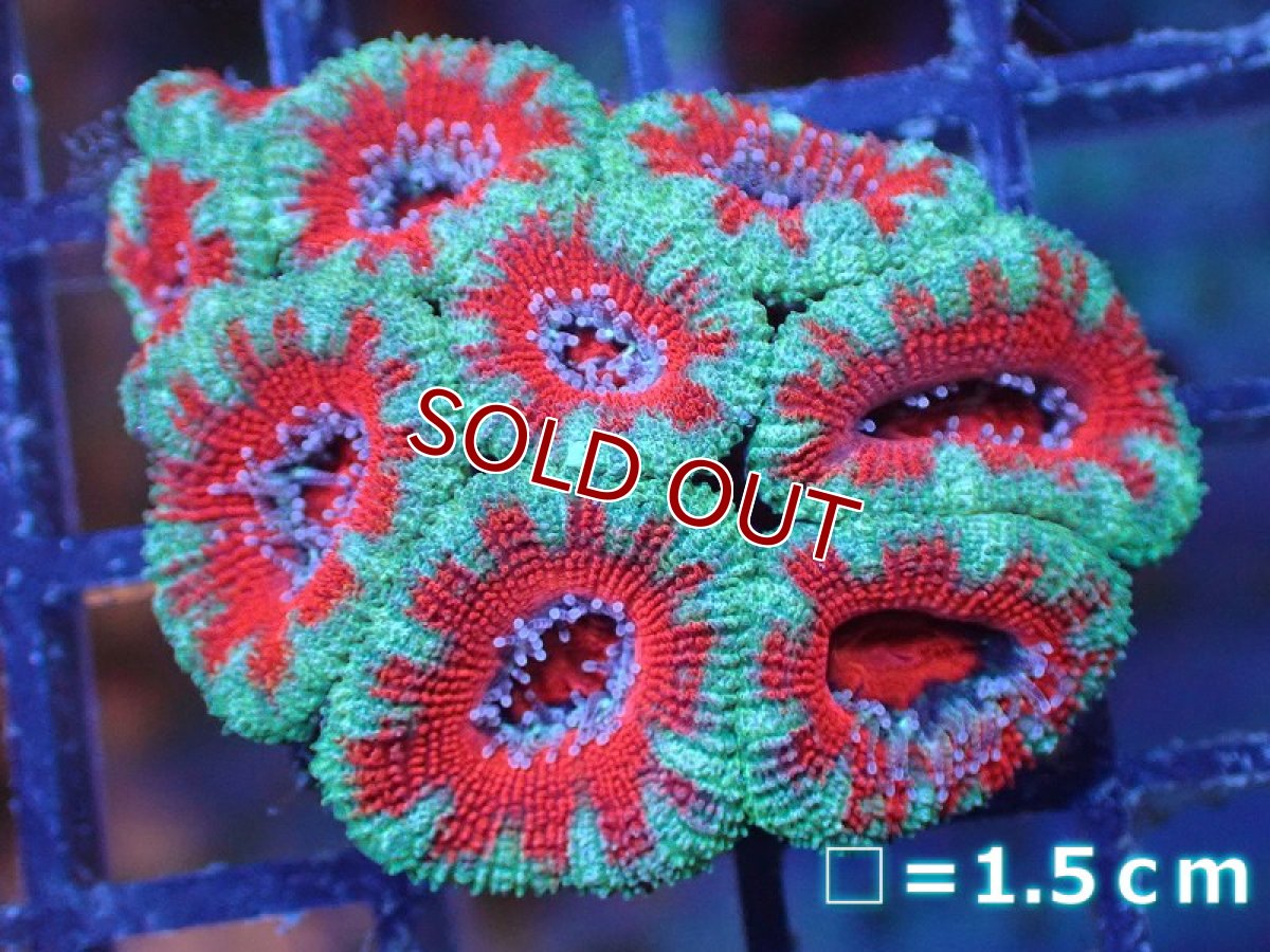 画像2: 【サンゴ】【通販】【オーストラリア産】カクオオトゲキクメイシ（Ultra Grade）（個体販売）No.62（生体）（サンゴ） (2)