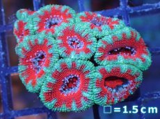画像2: 【サンゴ】【通販】【オーストラリア産】カクオオトゲキクメイシ（Ultra Grade）（個体販売）No.62（生体）（サンゴ） (2)