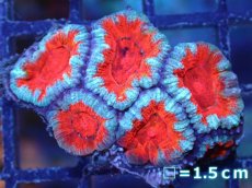 画像2: 【サンゴ】【通販】【オーストラリア産】カクオオトゲキクメイシ（Ultra Grade）（個体販売）No.63（生体）（サンゴ） (2)