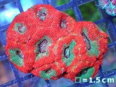 画像2: 【サンゴ】【通販】【オーストラリア産】カクオオトゲキクメイシ（Ultra Grade）（個体販売）No.64（生体）（サンゴ） (2)