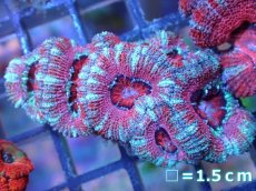 画像2: 【サンゴ】【通販】【オーストラリア産】カクオオトゲキクメイシ（Ultra Grade）（個体販売）No.65（生体）（サンゴ） (2)
