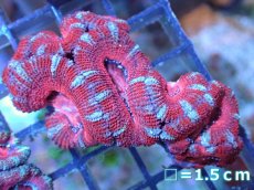 画像2: 【サンゴ】【通販】【オーストラリア産】カクオオトゲキクメイシ（Ultra Grade）（個体販売）No.66（生体）（サンゴ） (2)