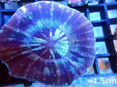 画像1: 【ボーナスセール対象外商品】 【サンゴ】【通販】【オーストラリア産】スコリミア（Unique)（個体販売）（±6cm)No.3（生体）（サンゴ） (1)