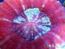 画像2: 【ボーナスセール対象外商品】 【サンゴ】【通販】【オーストラリア産】スコリミア（Unique)（個体販売）（±7cm)No.4（生体）（サンゴ） (2)