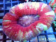 画像1: 【ボーナスセール対象外商品】 【サンゴ】【通販】【オーストラリア産】スコリミア（Unique)（個体販売）（±7-8cm)No.6（生体）（サンゴ） (1)