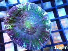 画像1: 【サンゴまとめ買い割り対象個体】【サンゴ】【通販】【オーストラリア産】スコリミア（Unique)（個体販売）（±6cm)No.7（生体）（サンゴ） (1)