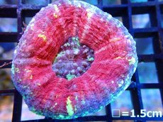 画像1: 【ボーナスセール対象外商品】 【サンゴ】【通販】【オーストラリア産】スコリミア（Unique)（個体販売）（±6-7cm)No.8（生体）（サンゴ） (1)
