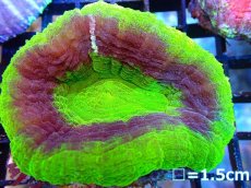画像1: 【ボーナスセール対象外商品】 【サンゴ】【通販】【オーストラリア産】スコリミア（UFO)（個体販売）（±8-9cm)No.9（生体）（サンゴ） (1)