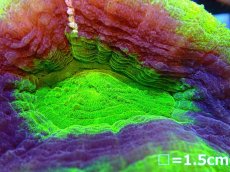 画像2: 【ボーナスセール対象外商品】 【サンゴ】【通販】【オーストラリア産】スコリミア（UFO)（個体販売）（±8-9cm)No.9（生体）（サンゴ） (2)