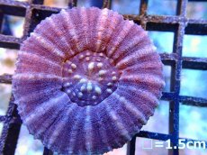 画像1: 【ボーナスセール対象外商品】 【サンゴ】【通販】【オーストラリア産】スコリミア（Unique)（個体販売）（±6cm)No.10（生体）（サンゴ） (1)