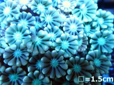 画像2: 【ボーナスセール対象外商品】 【サンゴ】【通販】【オーストラリア産】アワサンゴsp.(Pink Tip/Green)（個体販売）（±6cm)No.1（生体）（サンゴ） (2)