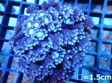 画像1: 【ボーナスセール対象外商品】 【サンゴ】【通販】【オーストラリア産】アワサンゴsp.(Purple/Green Mouth)（個体販売）（±6cm)No.2（生体）（サンゴ） (1)