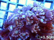 画像2: 【ボーナスセール対象外商品】 【サンゴ】【通販】【オーストラリア産】アワサンゴsp.(Purple/Green Mouth)（個体販売）（±6cm)No.2（生体）（サンゴ） (2)