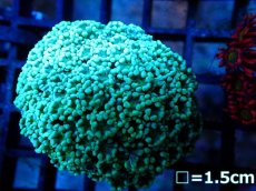 画像1: 【ボーナスセール対象外商品】 【サンゴ】【通販】【オーストラリア産】アワサンゴsp.(Green)（個体販売）（±6cm)No.3（生体）（サンゴ） (1)