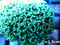 画像2: 【ボーナスセール対象外商品】 【サンゴ】【通販】【オーストラリア産】アワサンゴsp.(Green)（個体販売）（±6cm)No.3（生体）（サンゴ） (2)