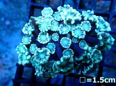 画像1: 【ボーナスセール対象外商品】 【サンゴ】【通販】【オーストラリア産】アワサンゴsp.(Pink Tip/Green)（個体販売）（±6cm)No.4（生体）（サンゴ） (1)