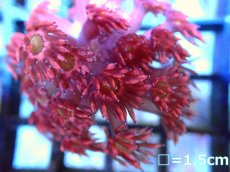 画像1: 【ボーナスセール対象外商品】 【サンゴ】【通販】【オーストラリア産】ハナガササンゴsp.(Red-Green eye)（個体販売）（フラグ)No.1（生体）（サンゴ） (1)