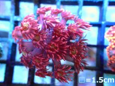 画像2: 【ボーナスセール対象外商品】 【サンゴ】【通販】【オーストラリア産】ハナガササンゴsp.(Red-Green eye)（個体販売）（フラグ)No.1（生体）（サンゴ） (2)
