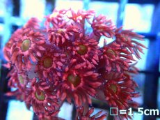 画像2: 【ボーナスセール対象外商品】 【サンゴ】【通販】【オーストラリア産】ハナガササンゴsp.(Red-Green eye)（個体販売）（フラグ)No.2（生体）（サンゴ） (2)