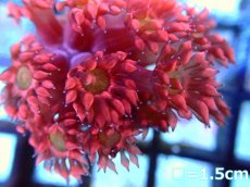 画像2: 【ボーナスセール対象外商品】 【サンゴ】【通販】【オーストラリア産】ハナガササンゴsp.(Red-Green eye)（個体販売）（フラグ)No.3（生体）（サンゴ） (2)