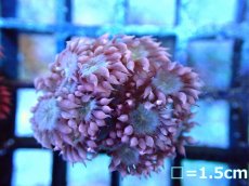 画像1: 【ボーナスセール対象外商品】 【サンゴ】【通販】【オーストラリア産】ハナガササンゴsp.(Pink Tip/Green)（個体販売）（フラグ)No.1（生体）（サンゴ） (1)