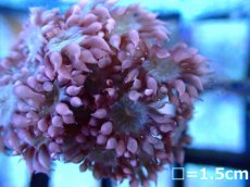 画像2: 【ボーナスセール対象外商品】 【サンゴ】【通販】【オーストラリア産】ハナガササンゴsp.(Pink Tip/Green)（個体販売）（フラグ)No.1（生体）（サンゴ） (2)
