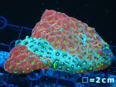 画像1: 【サンゴ】【通販】【オーストラリア産】キクメイシsp. (War Paint Favia)（個体販売）No.1（生体）（サンゴ） (1)