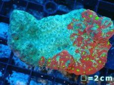 画像1: 【サンゴ】【通販】【オーストラリア産】キクメイシsp. (War Paint Favia)（個体販売）No.2（生体）（サンゴ） (1)
