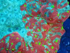 画像2: 【サンゴ】【通販】【オーストラリア産】キクメイシsp. (War Paint Favia)（個体販売）No.2（生体）（サンゴ） (2)