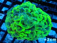 画像1: 【サンゴ】【通販】【オーストラリア産】ナガレハナサンゴ (Toxic Green/Ultra)（個体販売）No.1（生体）（サンゴ） (1)