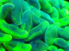 画像2: 【サンゴ】【通販】【オーストラリア産】ナガレハナサンゴ (Toxic Green/Ultra)（個体販売）No.1（生体）（サンゴ） (2)