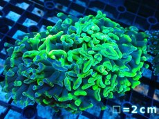 画像1: 【サンゴ】【通販】【オーストラリア産】ナガレハナサンゴ (Toxic Green/Ultra)（個体販売）No.2（生体）（サンゴ） (1)