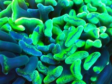 画像2: 【サンゴ】【通販】【オーストラリア産】ナガレハナサンゴ (Toxic Green/Ultra)（個体販売）No.2（生体）（サンゴ） (2)