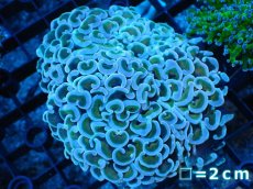 画像1: 【サンゴ】【通販】【オーストラリア産】ナガレハナサンゴ (Gold Stem/Ultra)（個体販売）No.3（生体）（サンゴ） (1)