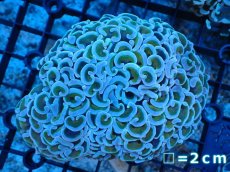 画像1: 【サンゴ】【通販】【オーストラリア産】ナガレハナサンゴ (Gold Stem/Ultra)（個体販売）No.4（生体）（サンゴ） (1)
