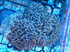 画像1: 【サンゴ】【通販】【オーストラリア産】ナガレハナサンゴ (Gold Stem/Ultra)（個体販売）No.5（生体）（サンゴ） (1)