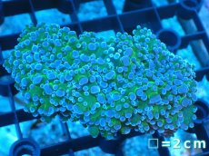 画像1: 【サンゴ】【通販】【オーストラリア産】タコアシサンゴ (Toxic Green/Ultra)（個体販売）No.1（生体）（サンゴ） (1)