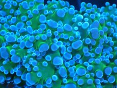 画像2: 【サンゴ】【通販】【オーストラリア産】タコアシサンゴ (Toxic Green/Ultra)（個体販売）No.1（生体）（サンゴ） (2)
