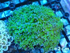 画像1: 【サンゴ】【通販】【オーストラリア産】タコアシサンゴ (Toxic Green/Ultra)（個体販売）No.2（生体）（サンゴ） (1)