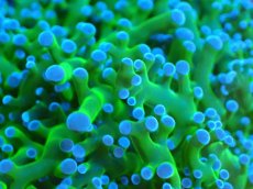 画像2: 【サンゴ】【通販】【オーストラリア産】タコアシサンゴ (Toxic Green/Ultra)（個体販売）No.2（生体）（サンゴ） (2)